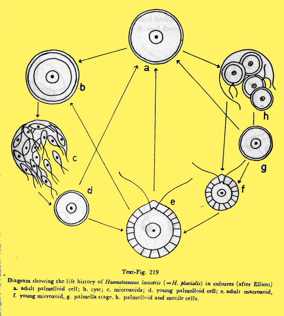 Haematococcus pluvialis