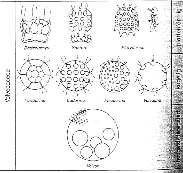 Schema cenobi Volvocacee