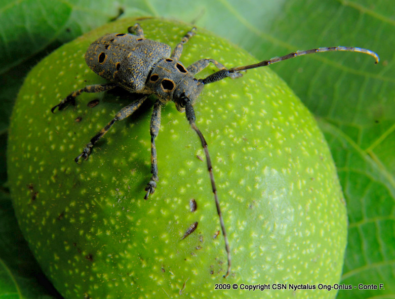 Mesosa curculionoides