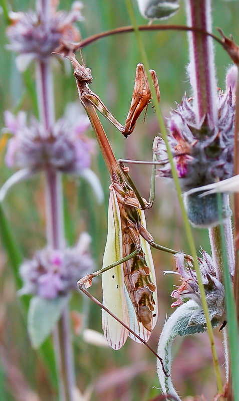 Empusa Pennata adulta
