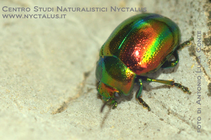 Chrysolina hyperici...?No, C. fastuosa