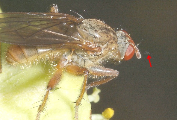 Scathophaga lutaria (Scathophagidae).