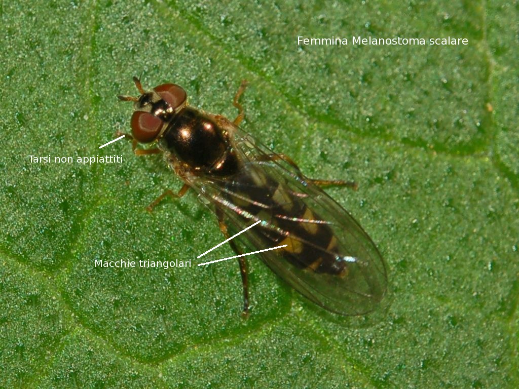 Platycheirus cf. scutatus F (Syrphidae)