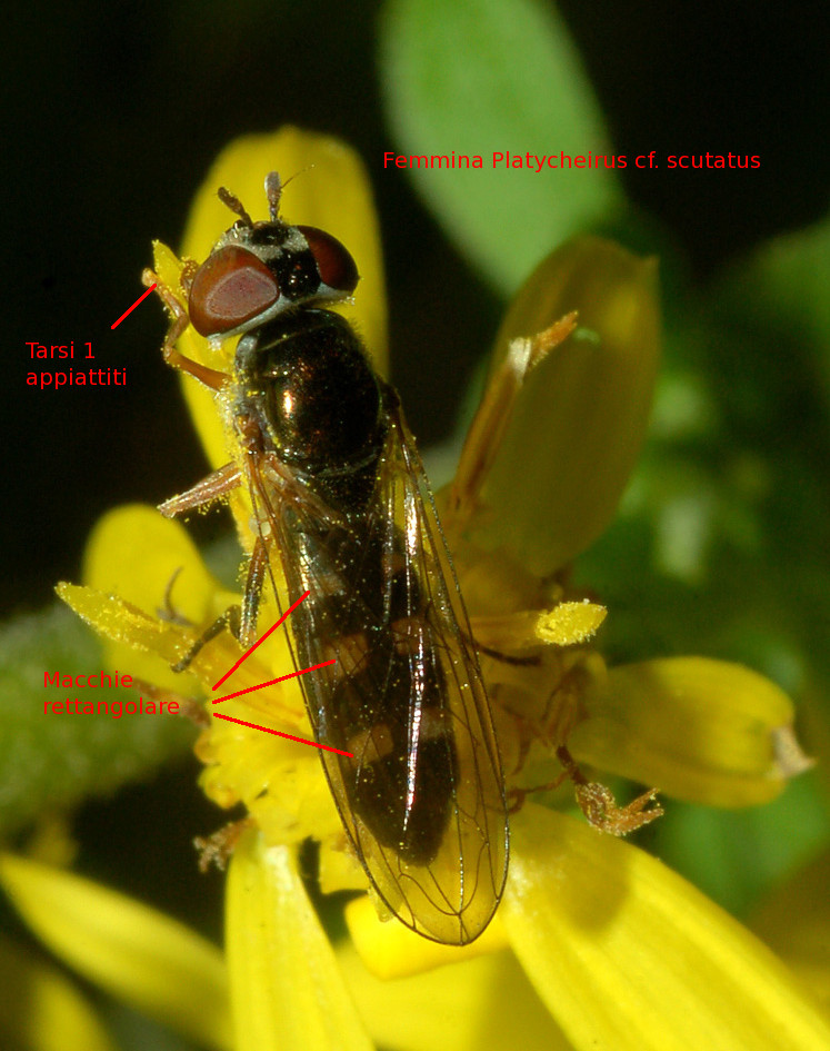 Platycheirus cf. scutatus F (Syrphidae)