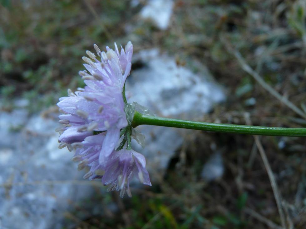 Allium strictum / Aglio sottile