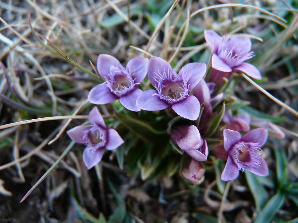 Gentianella columnae