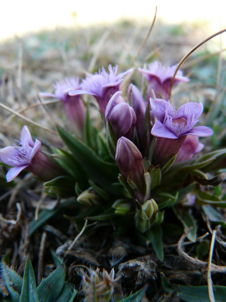 Gentianella columnae