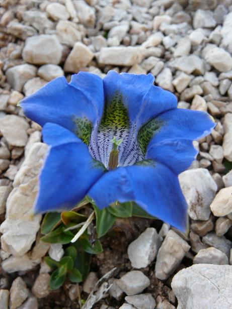 Fioriture maggesi d''alta quota dell''Appenn. Abruzzese