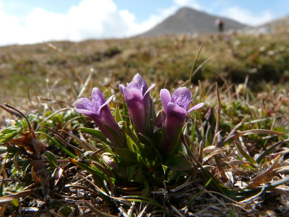 Gentianella columnae