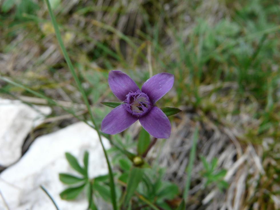 Gentianella columnae