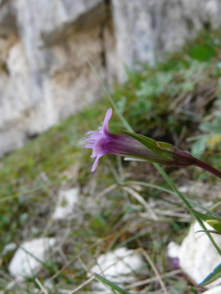 Gentianella columnae