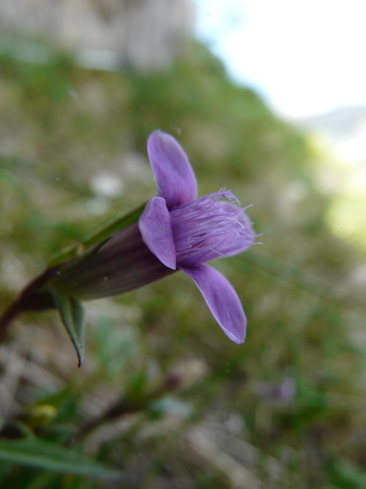 Gentianella columnae