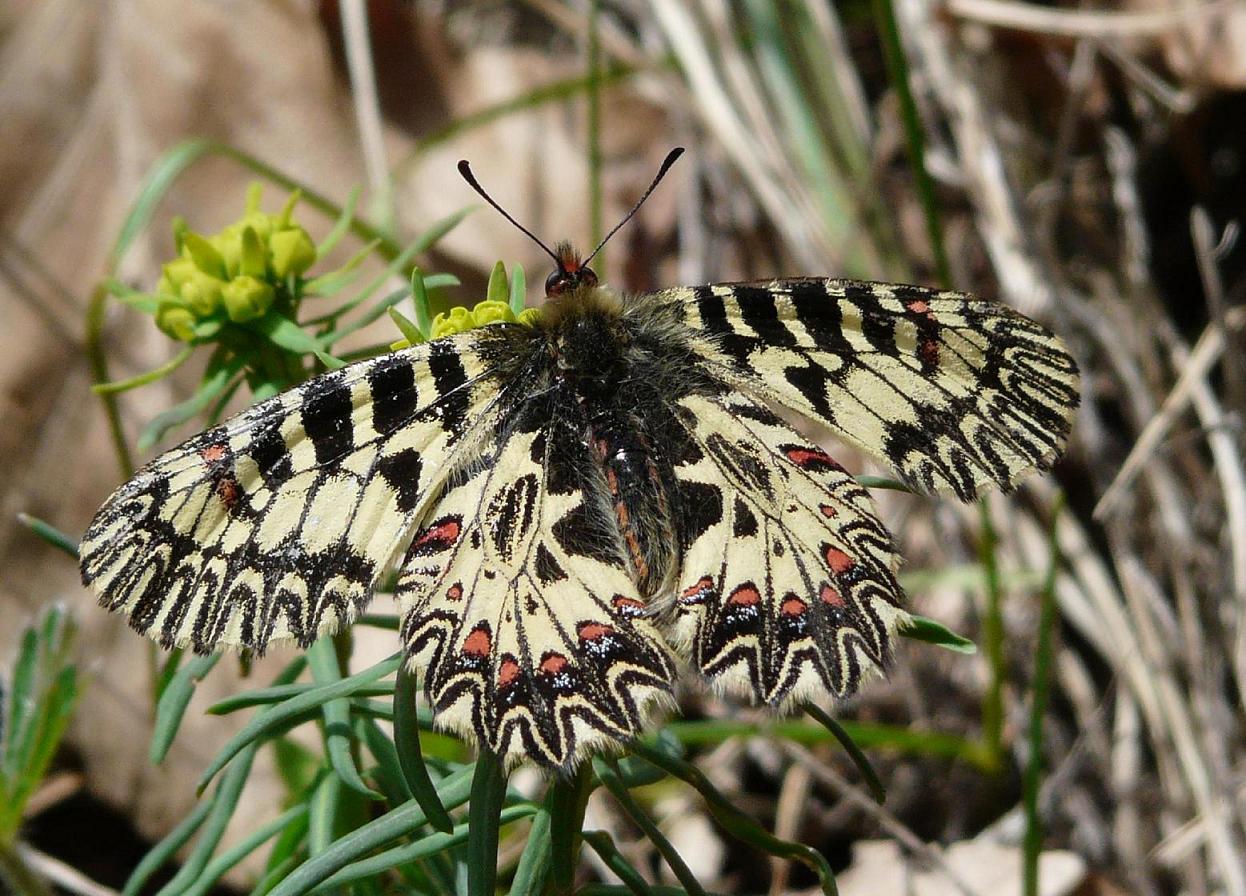 Zerynthia - Zerynthia (Zerynthia) cassandra