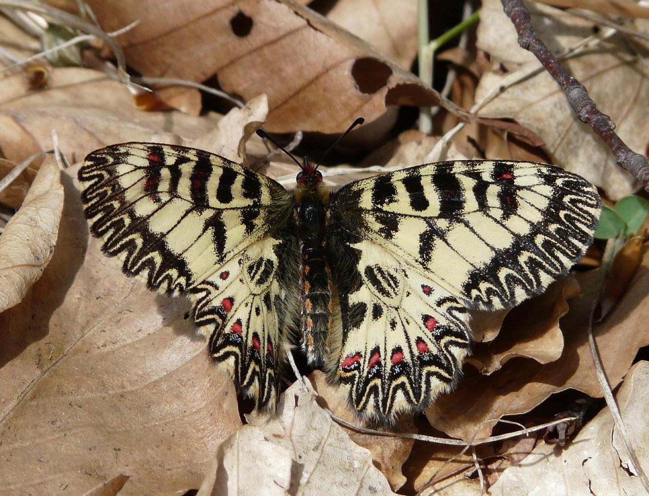 Zerynthia - Zerynthia (Zerynthia) cassandra