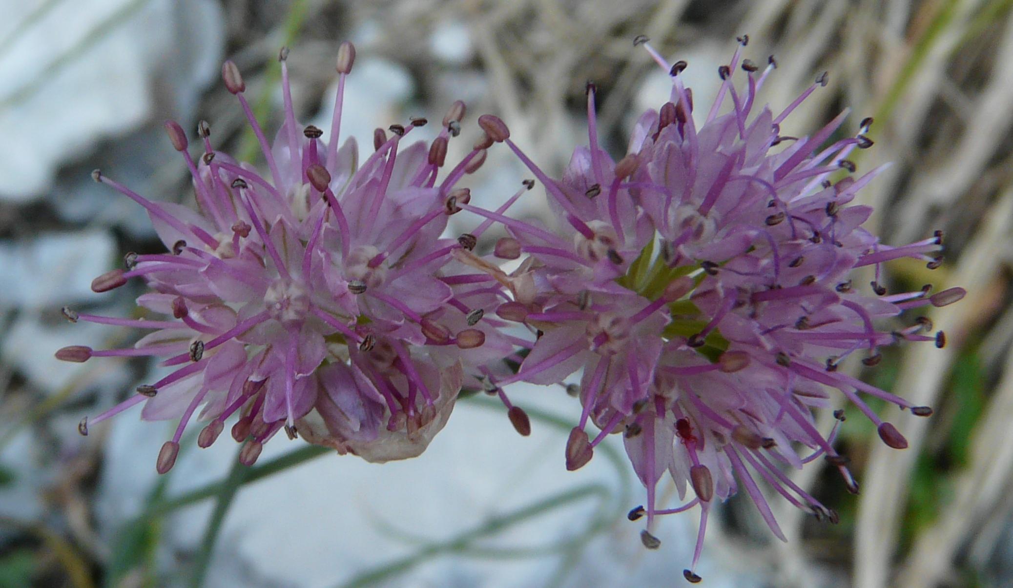 Allium strictum / Aglio sottile