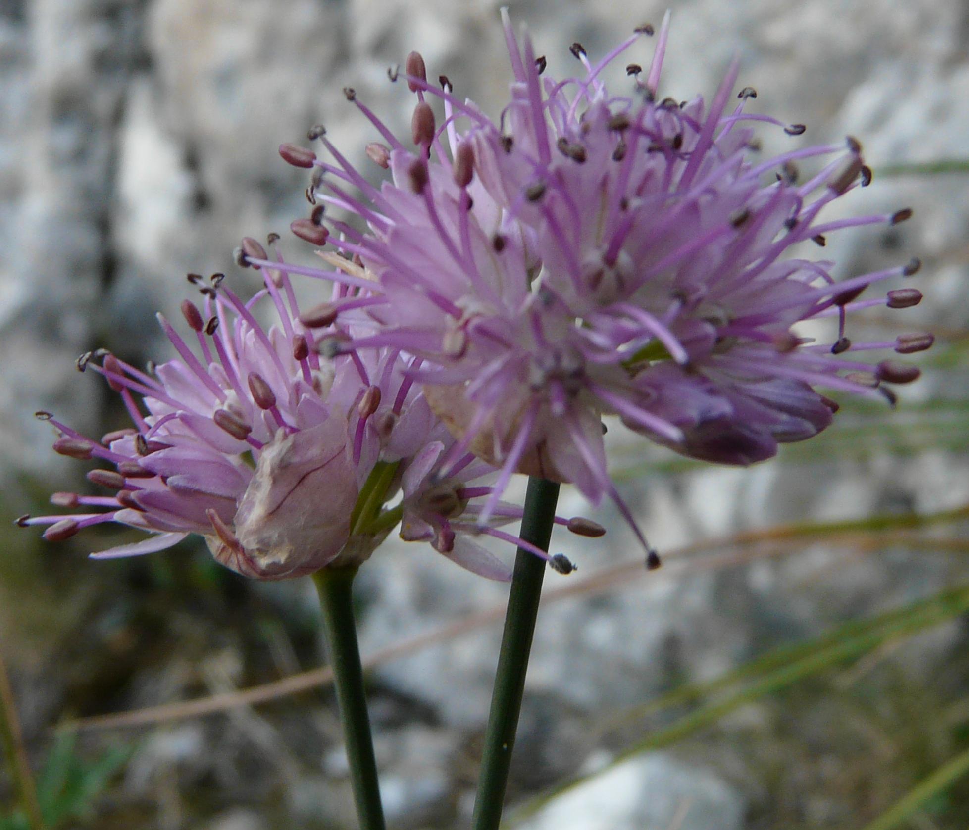 Allium strictum / Aglio sottile