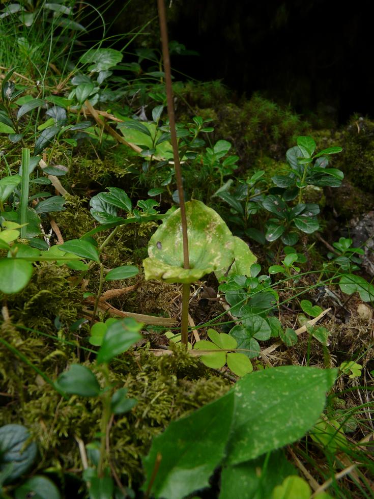 Listera cordata