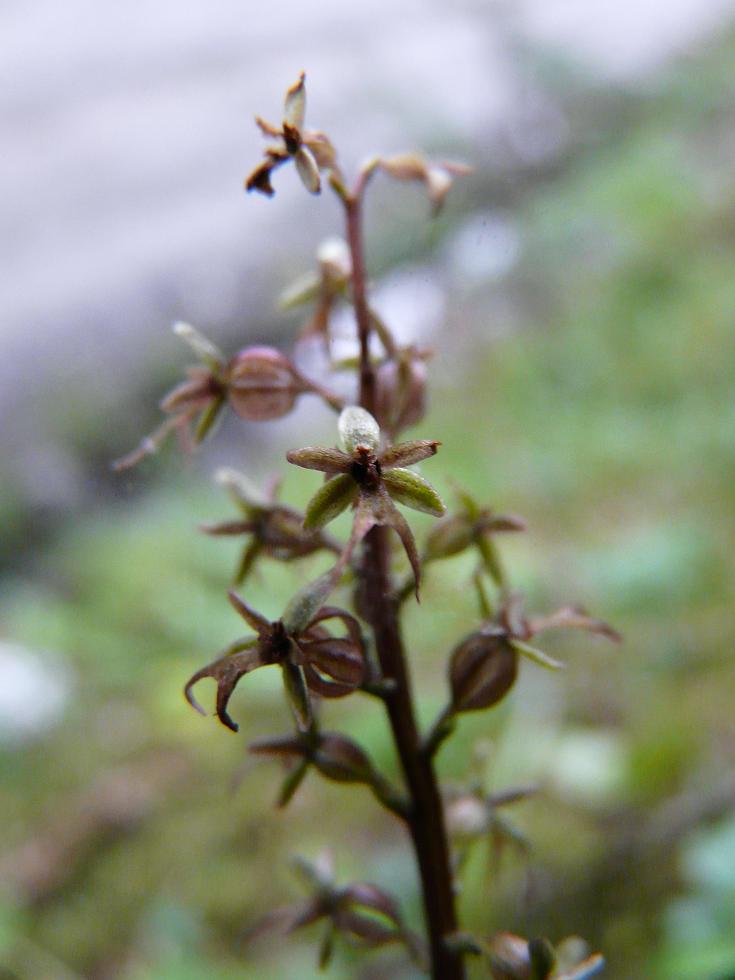 Listera cordata