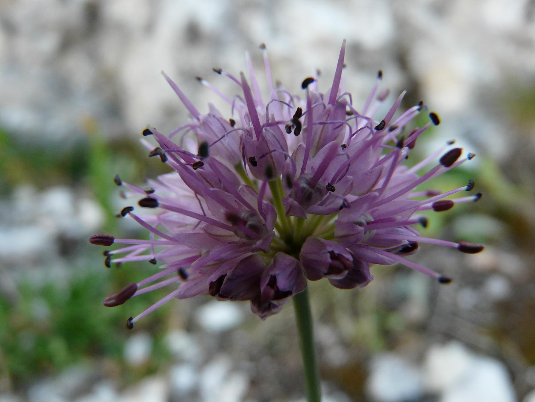 Allium strictum / Aglio sottile