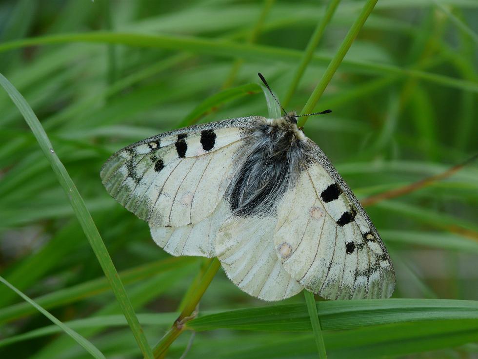 Farfalle dell''Ortles-Cevedale