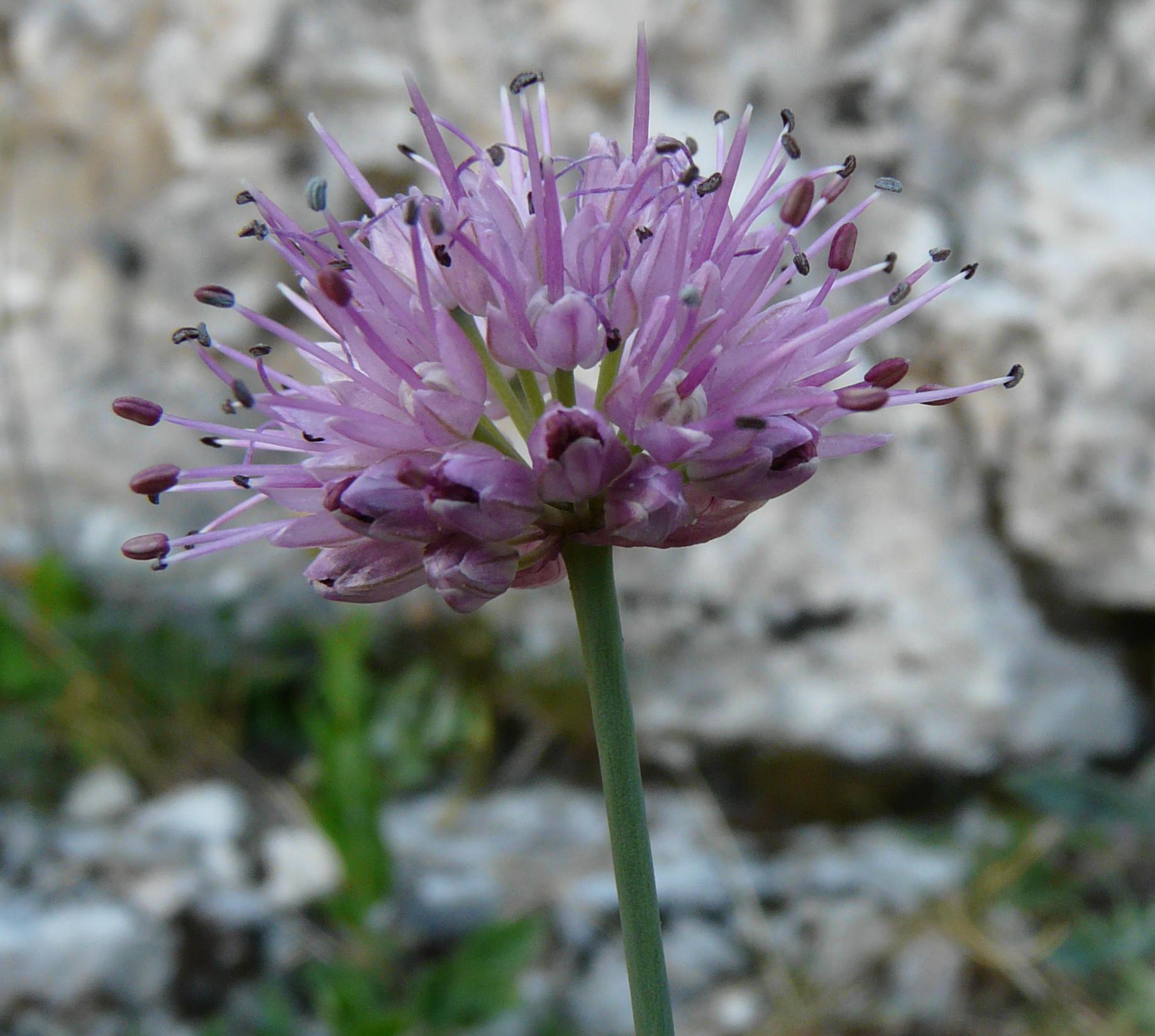 Allium strictum / Aglio sottile