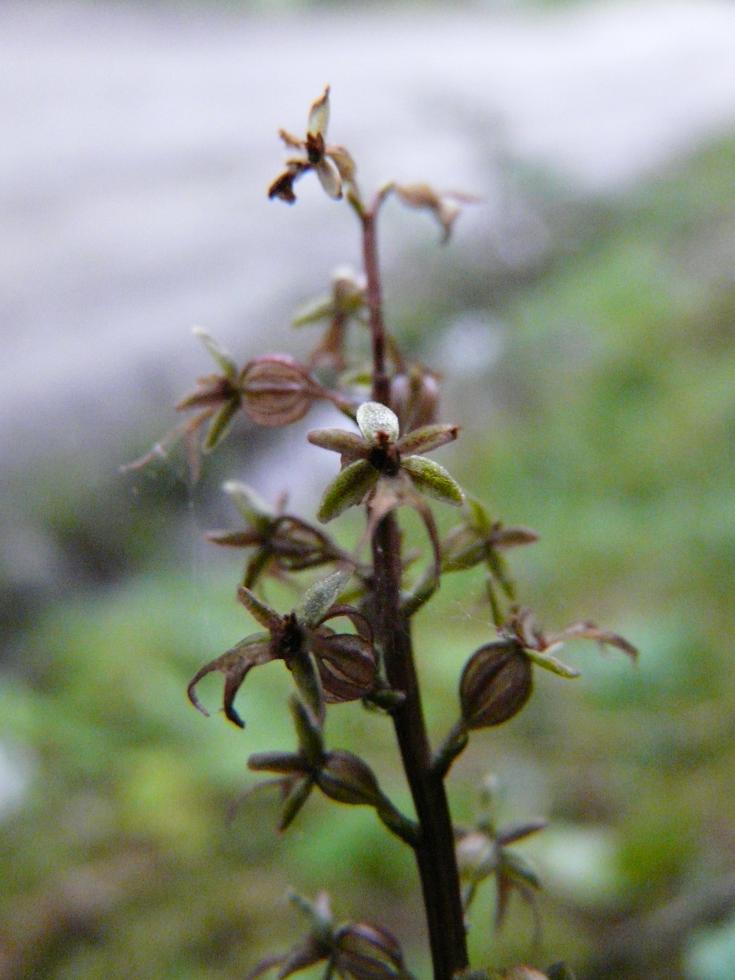 Listera cordata