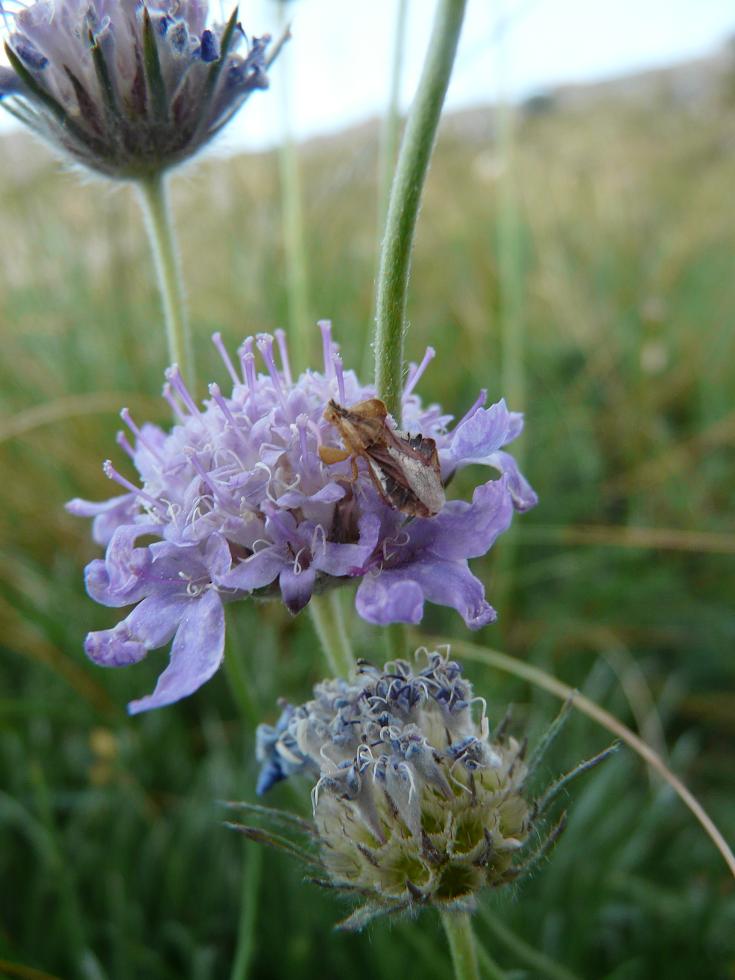 Reduviidae: Phymata crassipes del M.Velino (Abruzzo)