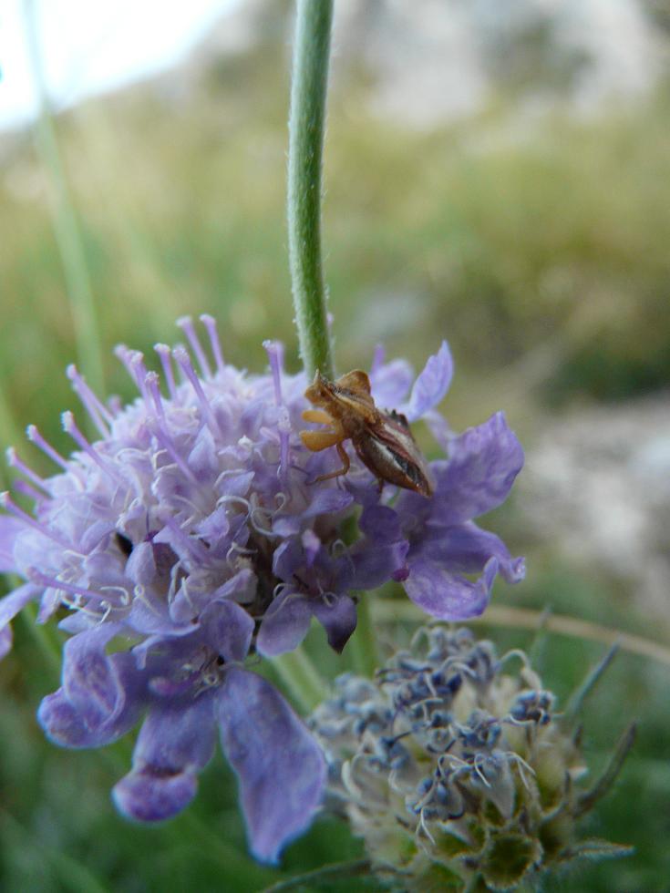Reduviidae: Phymata crassipes del M.Velino (Abruzzo)