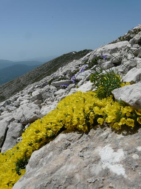 Fioriture maggesi d''alta quota dell''Appenn. Abruzzese