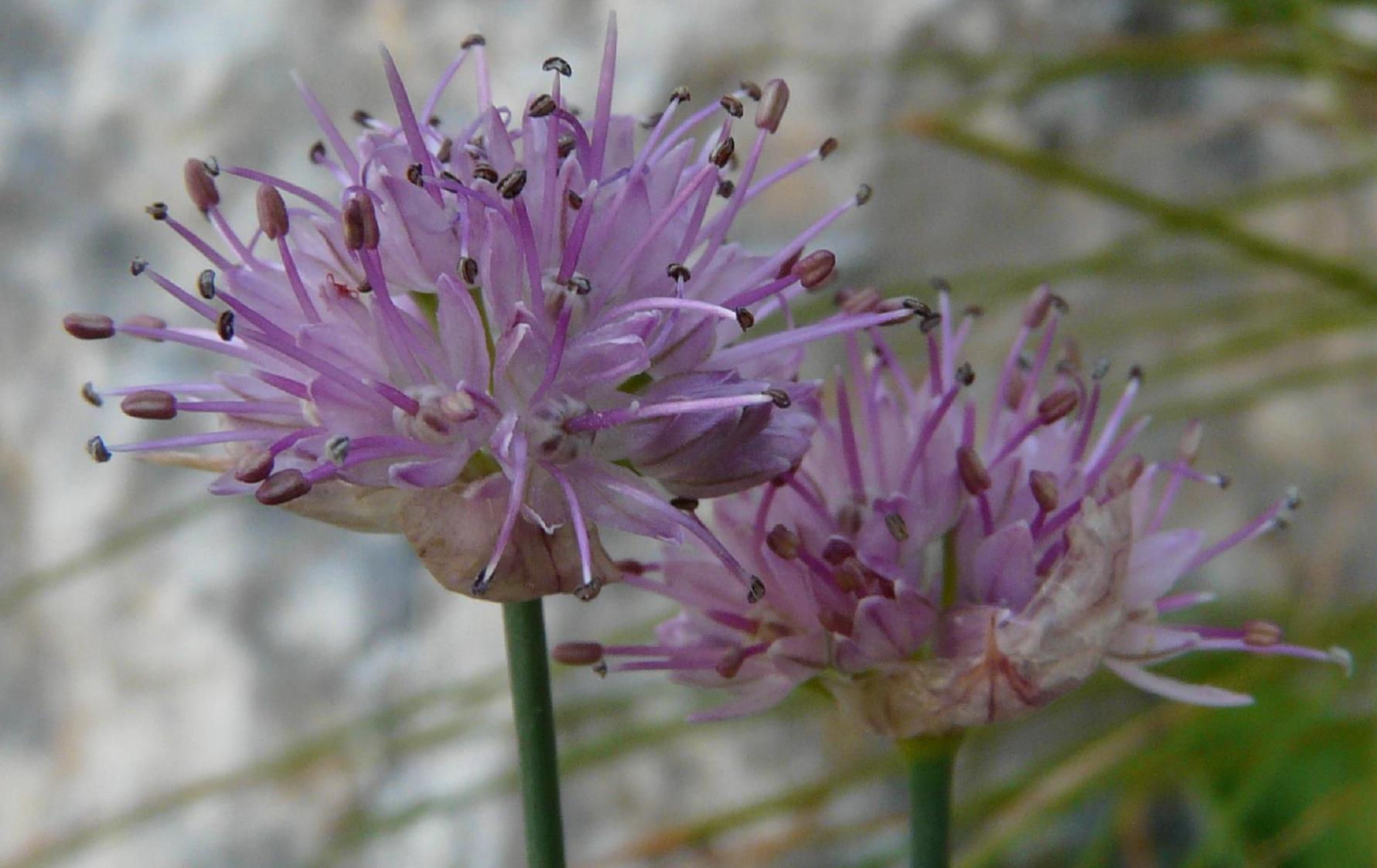 Allium strictum / Aglio sottile