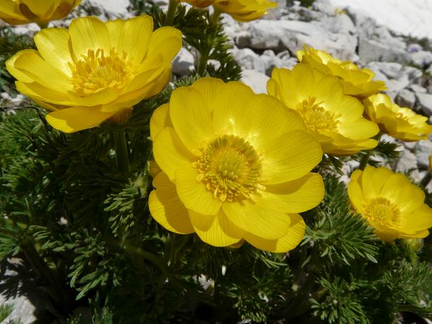 Fioriture maggesi d''alta quota dell''Appenn. Abruzzese