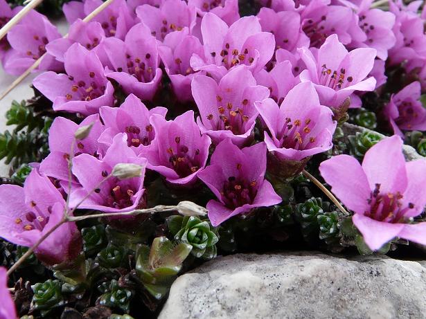 Fioriture maggesi d''alta quota dell''Appenn. Abruzzese