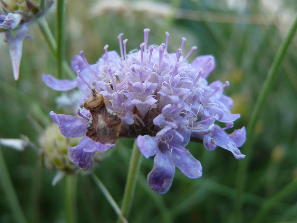 Reduviidae: Phymata crassipes del M.Velino (Abruzzo)