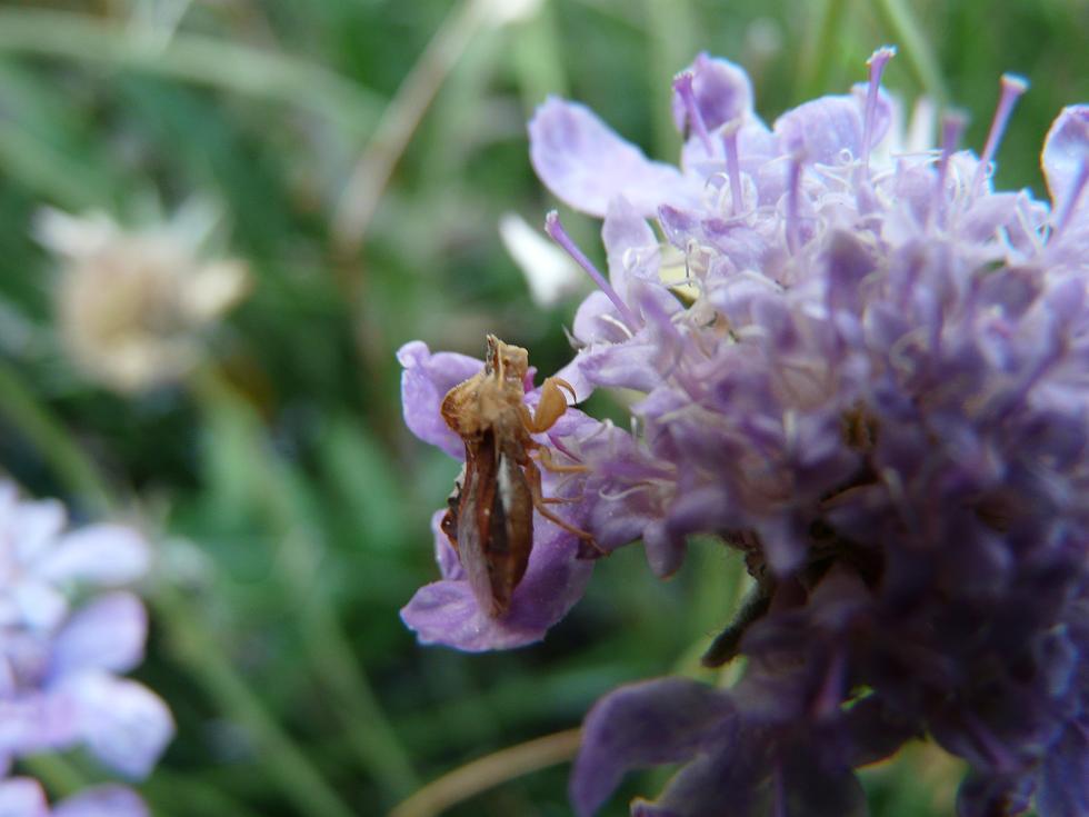 Reduviidae: Phymata crassipes del M.Velino (Abruzzo)