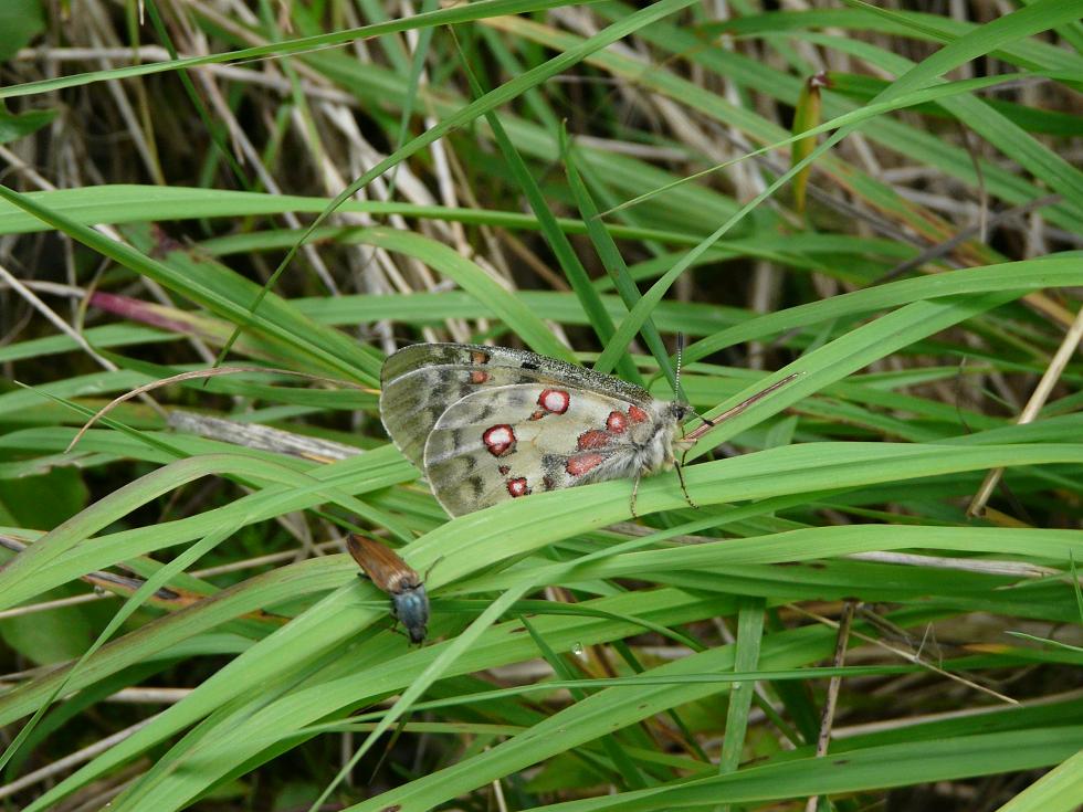 Farfalle dell''Ortles-Cevedale