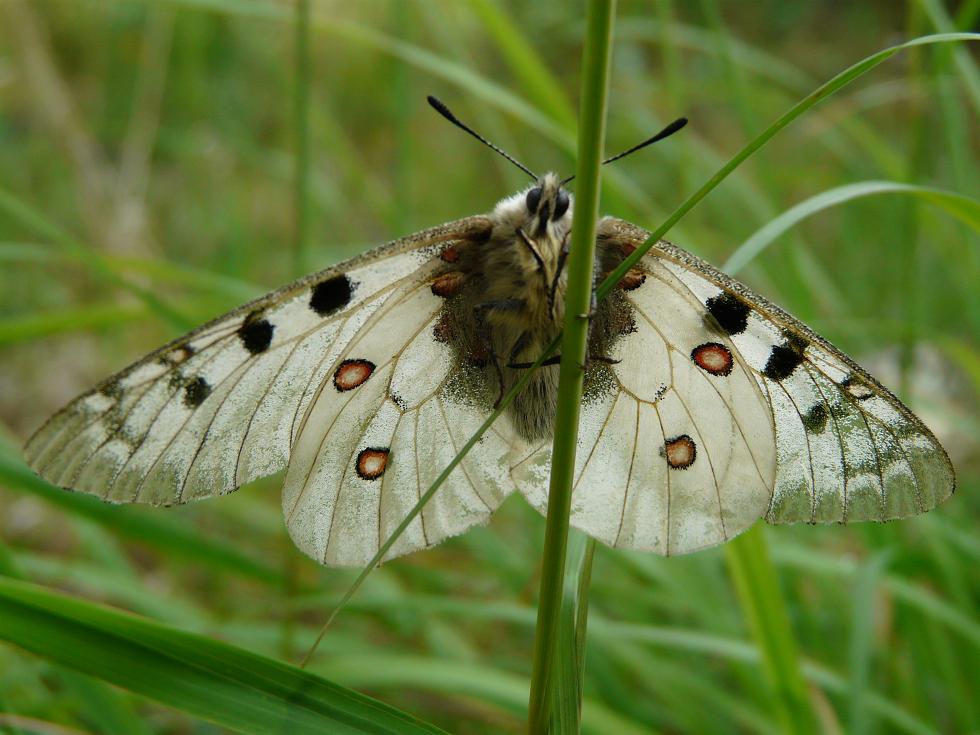 Farfalle dell''Ortles-Cevedale