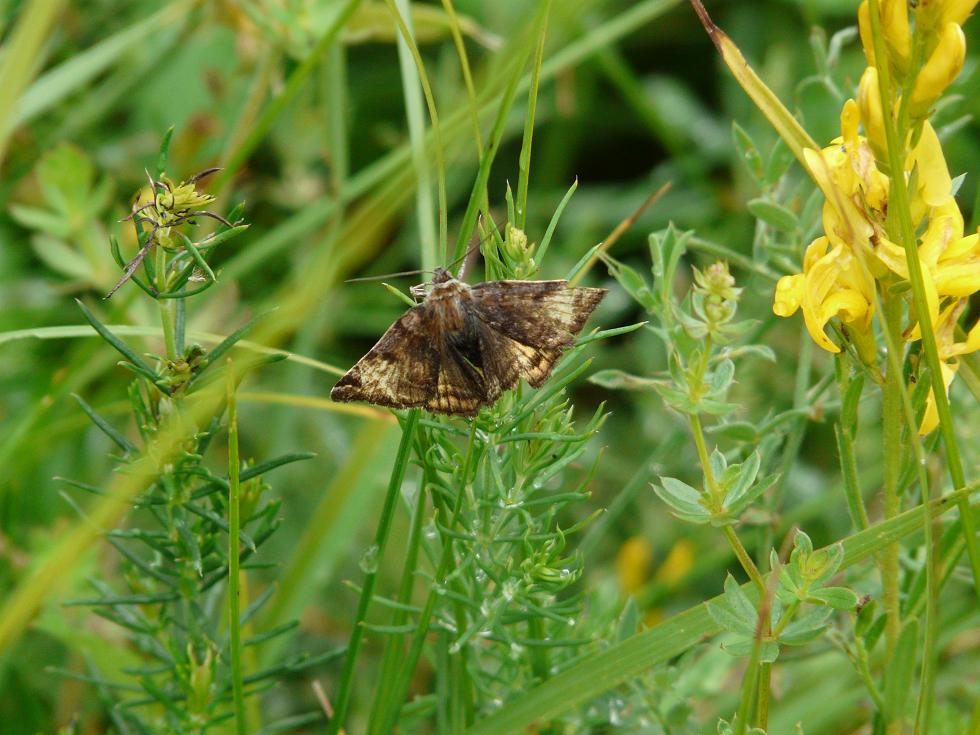 Farfalle da determinare....seconda serie...