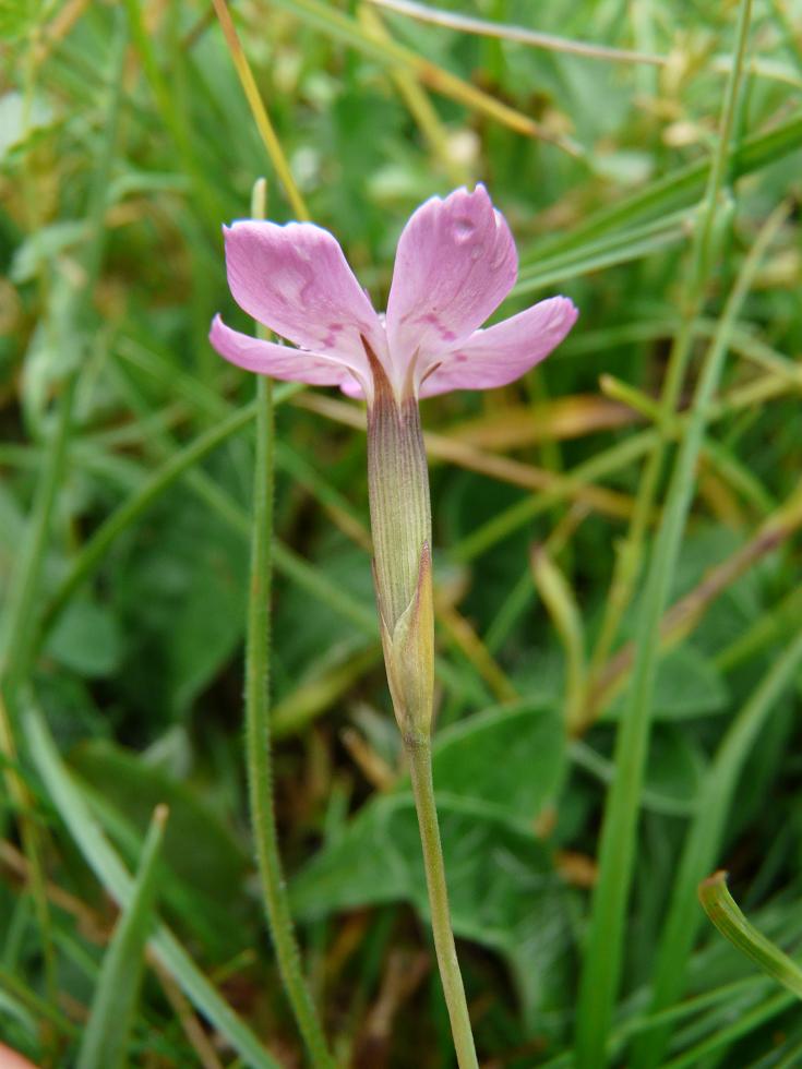 Dianthus barbatus e Dianthus deltoides