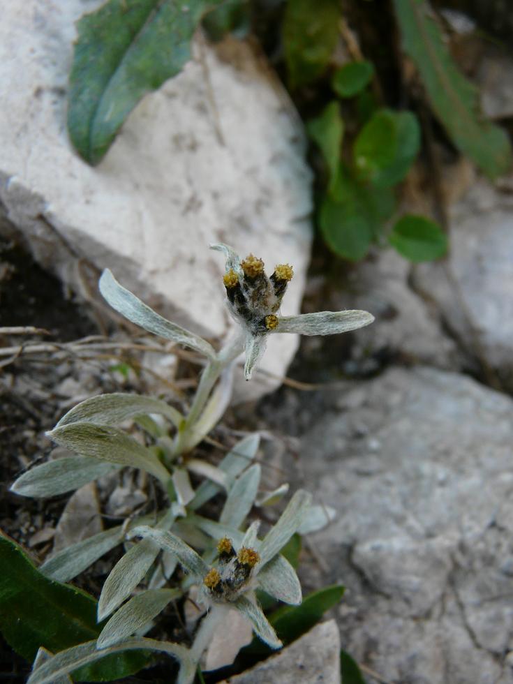 Gnaphalium hoppeanum .......?