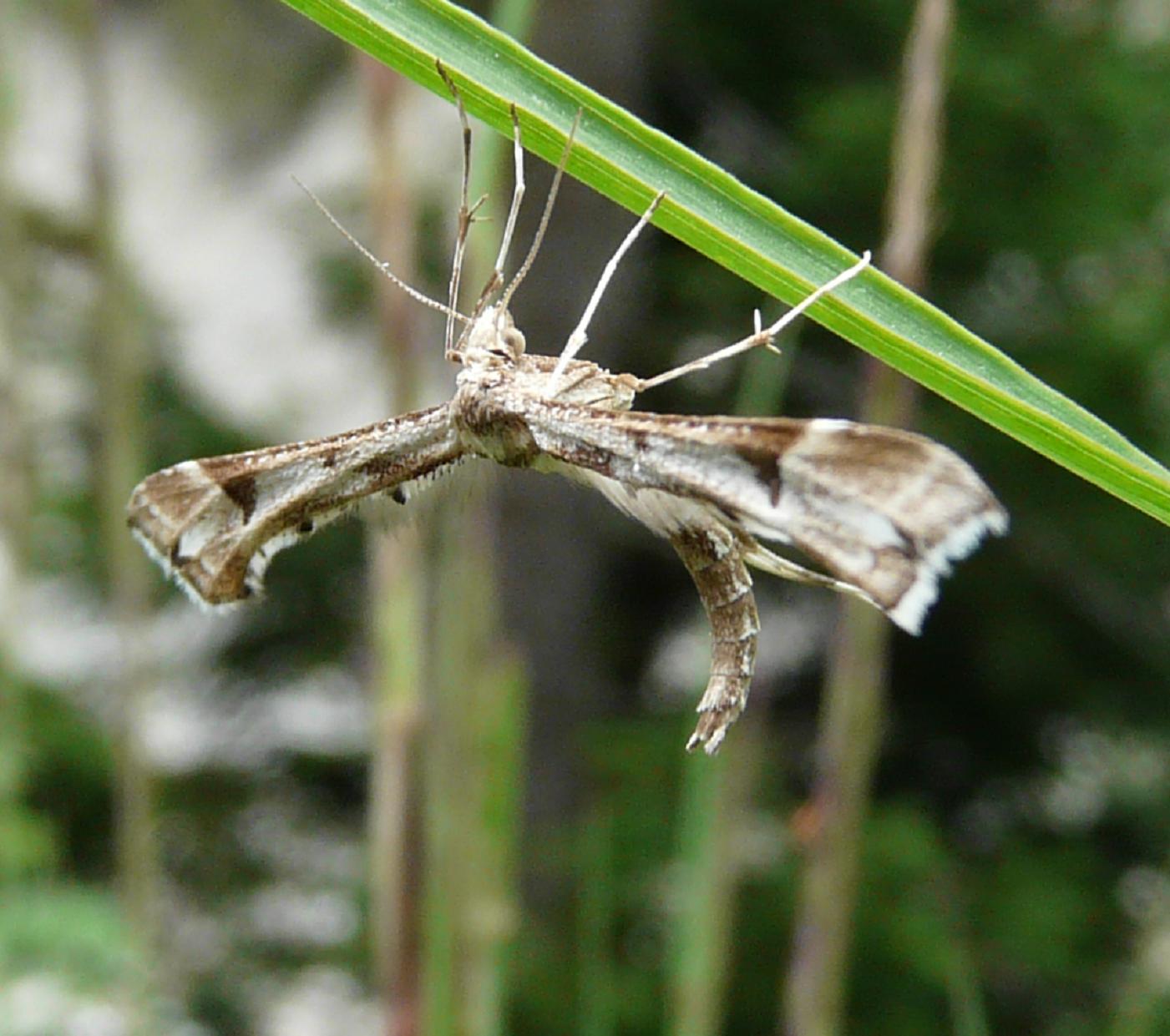 Farfalle dell''Ortles-Cevedale