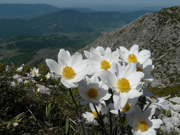 Fioriture maggesi d''alta quota dell''Appenn. Abruzzese