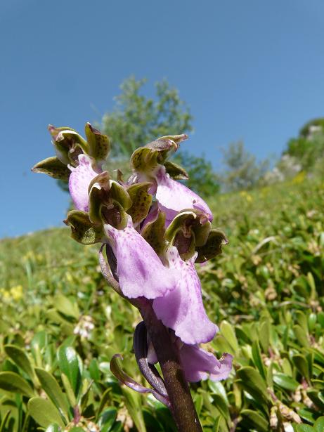 Fioriture maggesi d''alta quota dell''Appenn. Abruzzese