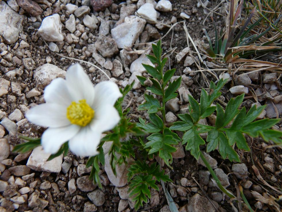 Pulsatilla alpina subsp. millefoliata