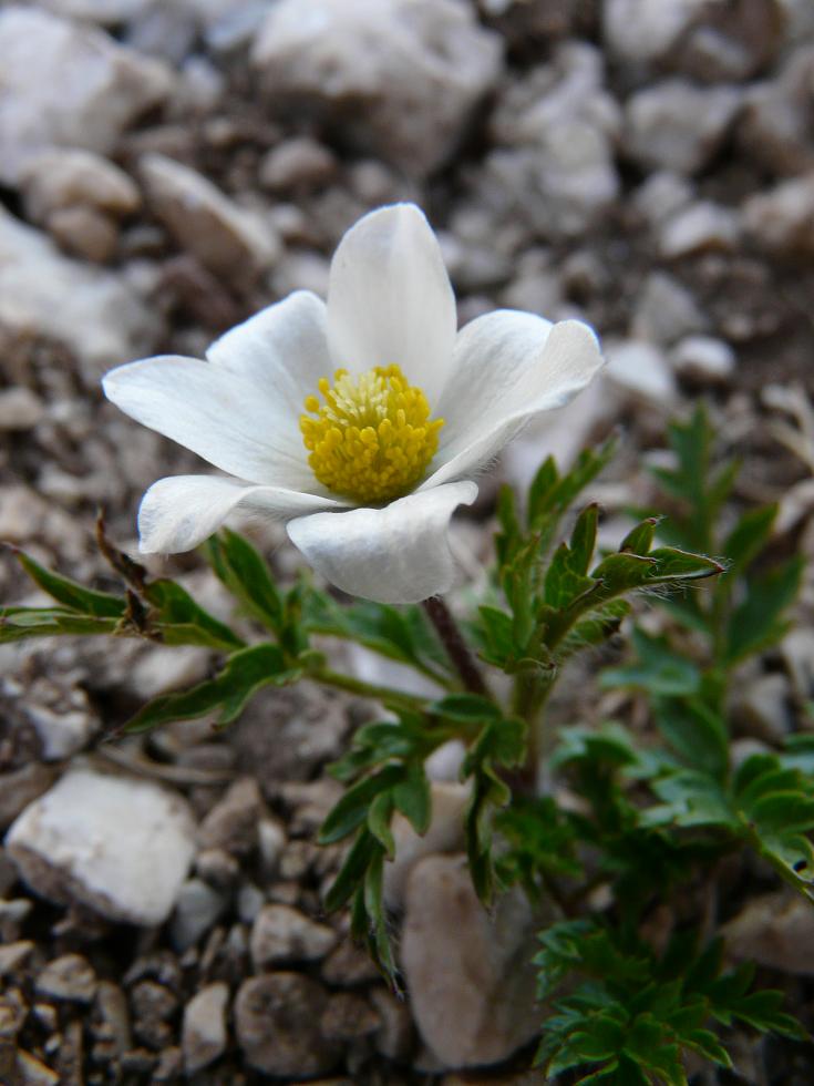 Pulsatilla alpina subsp. millefoliata