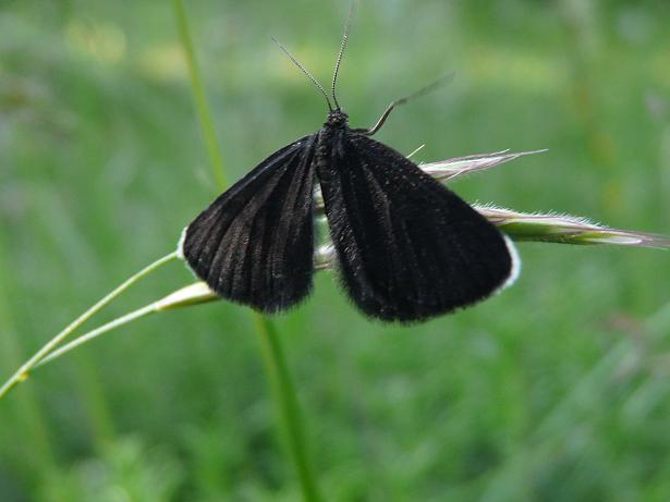 Farfalle e bruchi da determinare...