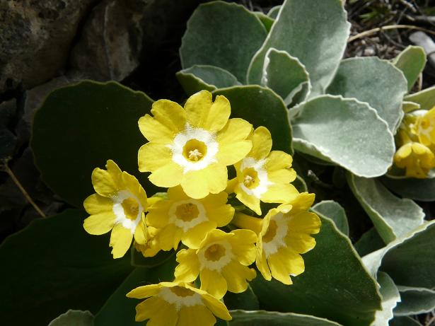 Fioriture maggesi d''alta quota dell''Appenn. Abruzzese