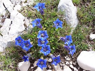 Fioriture maggesi d''alta quota dell''Appenn. Abruzzese