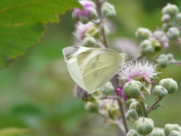 Farfalle da determinare.....