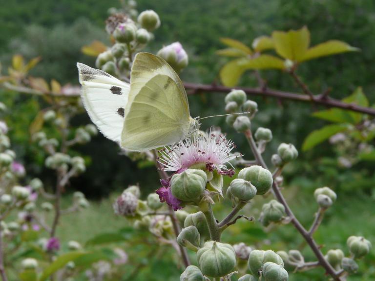 Farfalle da determinare.....