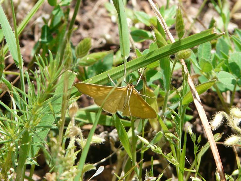 Farfalle da determinare.....